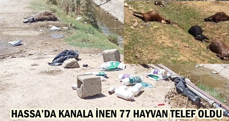 HASSA’DA KANALA İNEN 77 HAYVAN TELEF OLDU