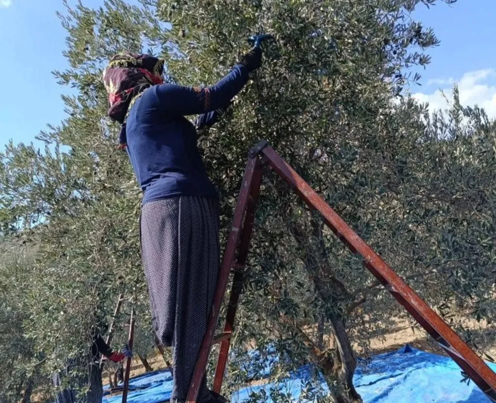 Altınözü’nde Zeytin Hasadı Başladı
