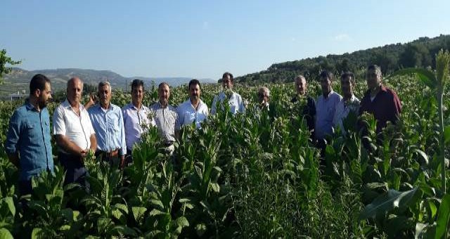 TÜRKİYE TÜTÜN ÜRETİM KOOPERATİFLER BİRLİĞİ GENEL BAŞKANI ŞEYHMUS SOLGUN HATAY`DA